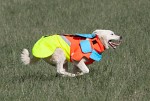 Mikael Tham Tuskproof Boar v.5 Orange Storlek XL